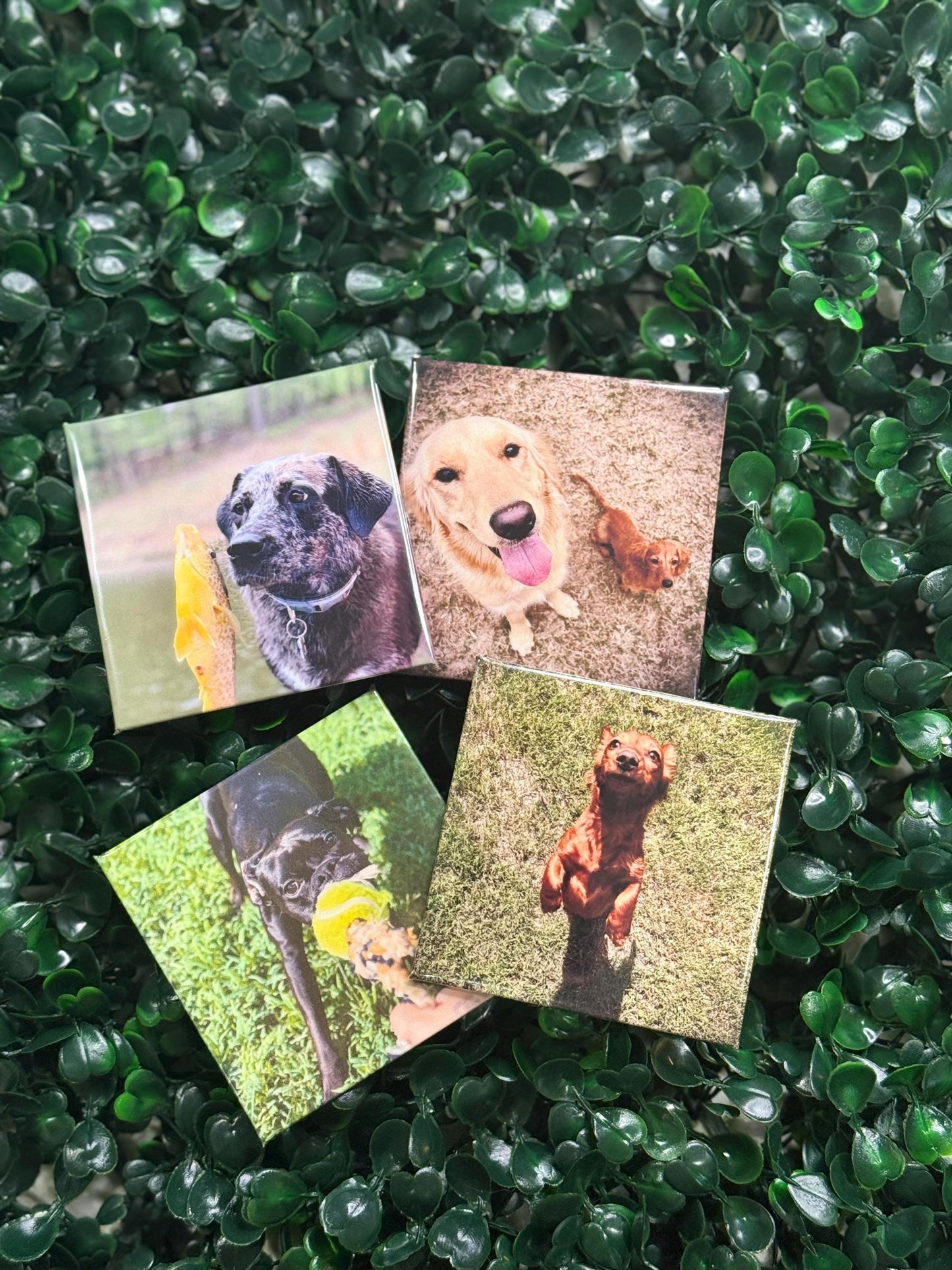 2.5” x 2.5” Photo Magnet Template